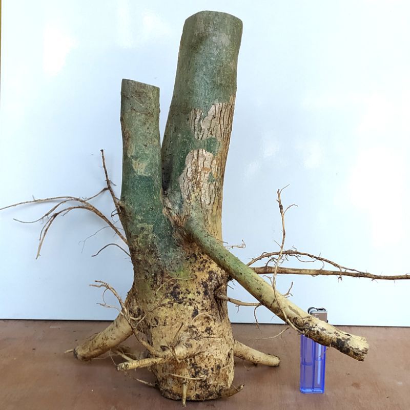 bahan bonsai serut besar fresh sesuai di foto