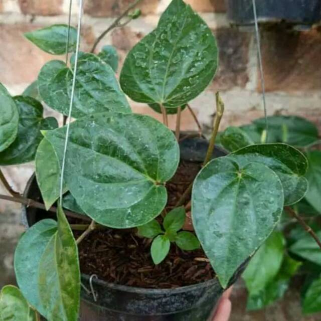 Tanaman herbal daun sirih - pohon daun sirih