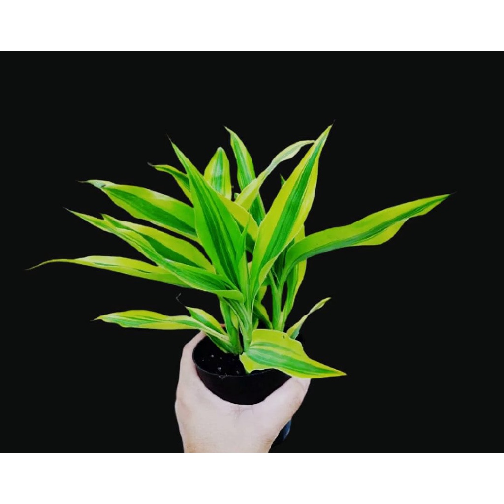 TANAMAN HIAS DRACENA SANDREANA SONG OF INDIA