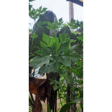 

Daun Insulin - daun obat diabetes herbal