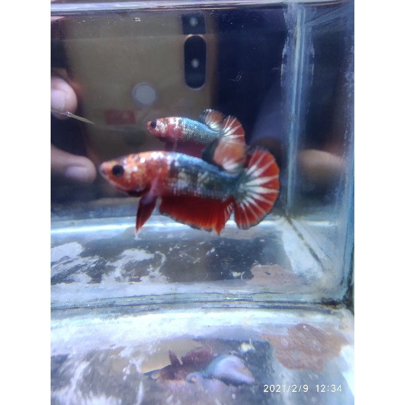 (promo) cupang plakat FCCP orange head murah