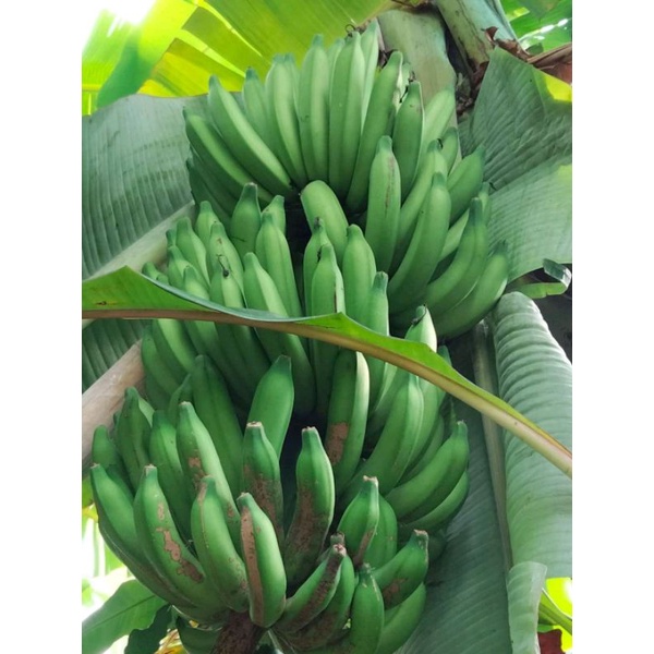 pisang kayu bunga / kayu wangi / pisang goroito / raja wlingi