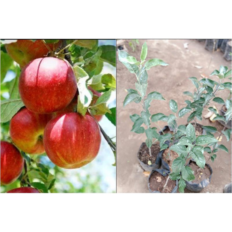 bibit buah apel fuji