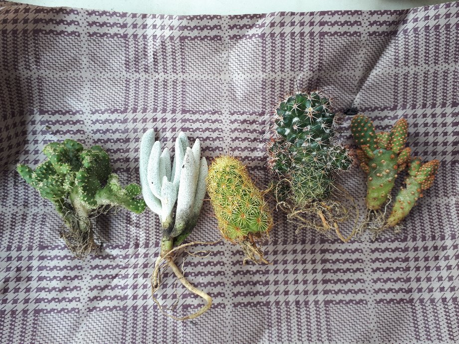 Kaktus Sukulen | 118. Mammillaria Backebergiana