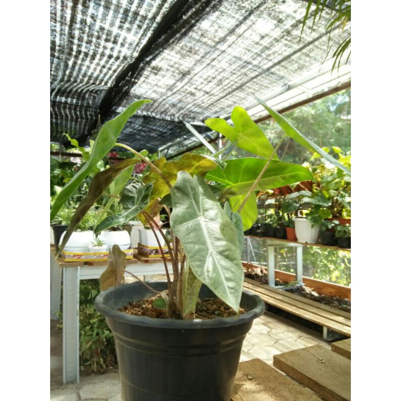 Alocasia amazonica