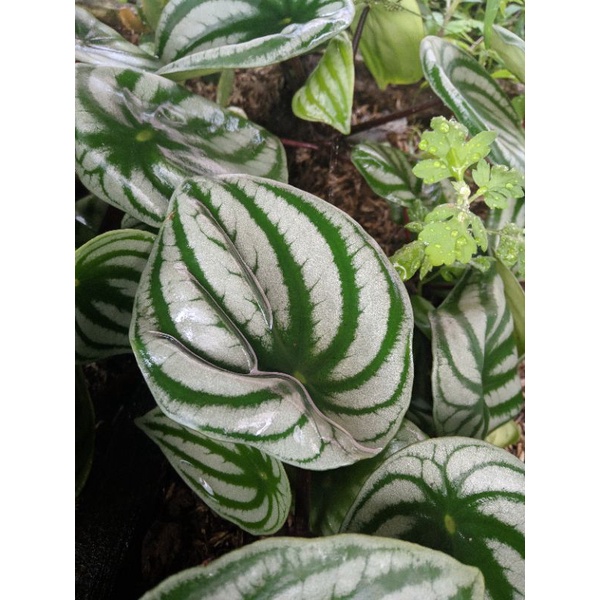 Tanaman Hias Watermelon/peperomia semangka RIMBUN