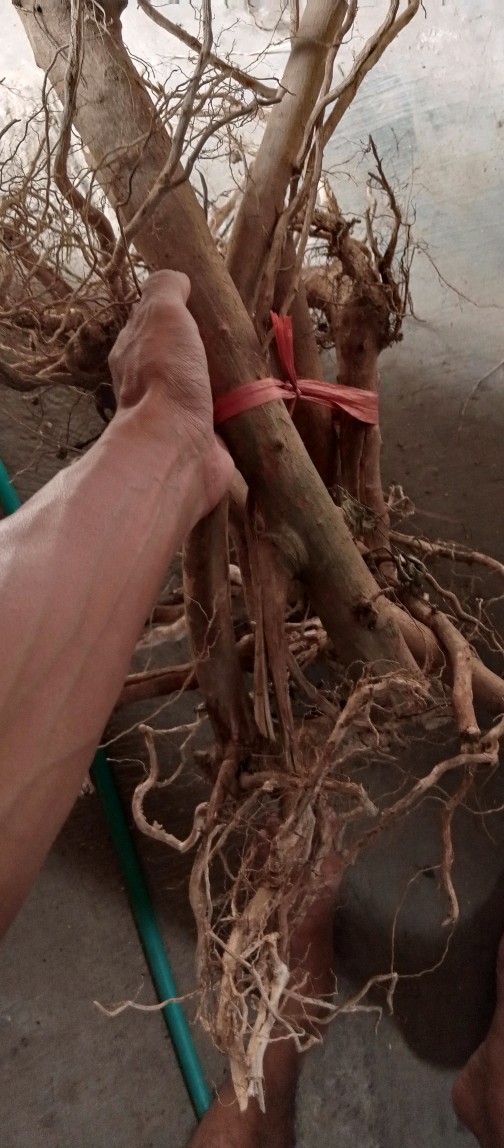 Akar Senggani Beserta Batangnya Dijual Per 100 Gram