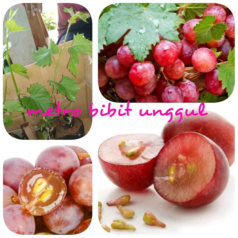 bibit okulasi bibit buah anggur merah berbuah @_#