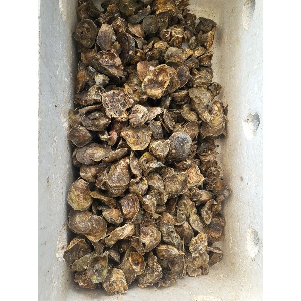 

KERANG TIRAM 1kg hidup