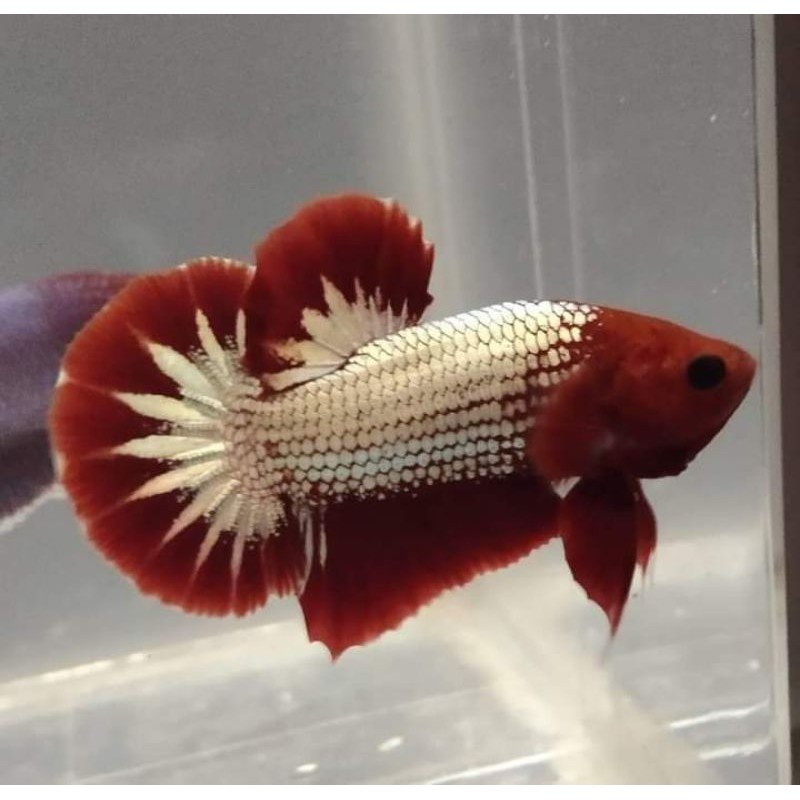 FCCP Red Head Startail top grade