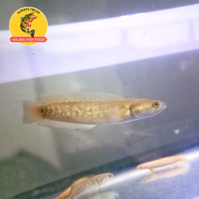 Ikan Gabus Channa Asiatica WS Ukuran 10-11cm