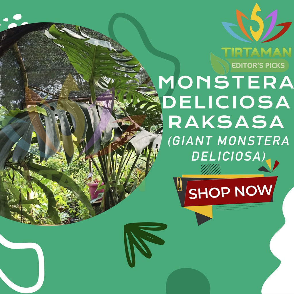 Giant Monstera Deliciosa Raksasa Besar