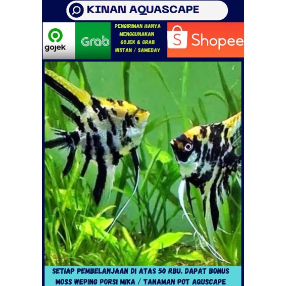 MANFISH 3 COLOR / IKAN HIAS AQUASCAPE