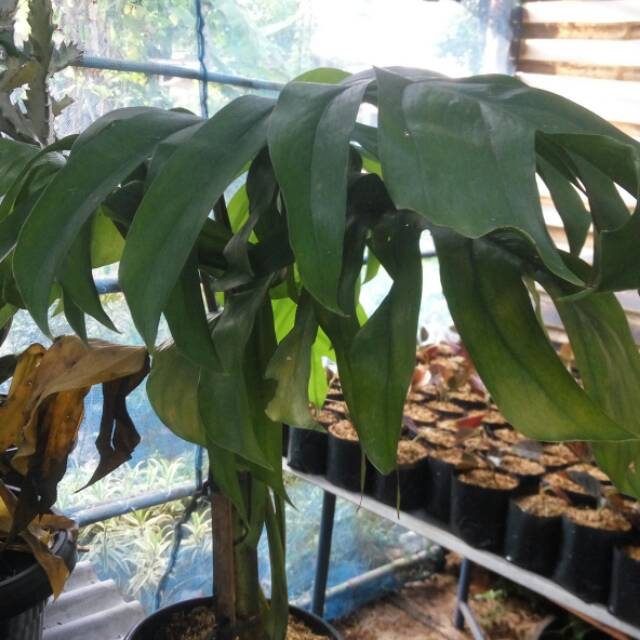 Tanaman Monstera Deliciosa Ekor Naga Shopee Indonesia