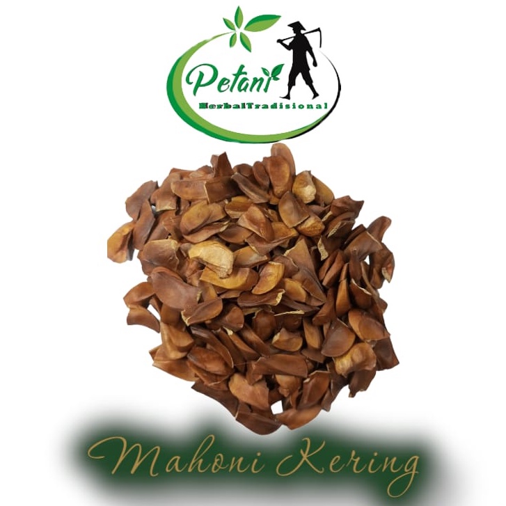 Biji benih bibit mahoni kering 1kg biji mahoni kering