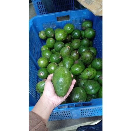 

Alpukat mentega harga murah