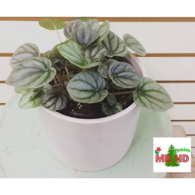 Tanaman hias peperomia silver riple