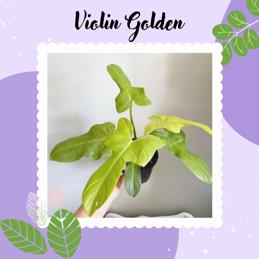 Ready Tanaman Hias Violin Golden Philidendron Philo Violin Golden