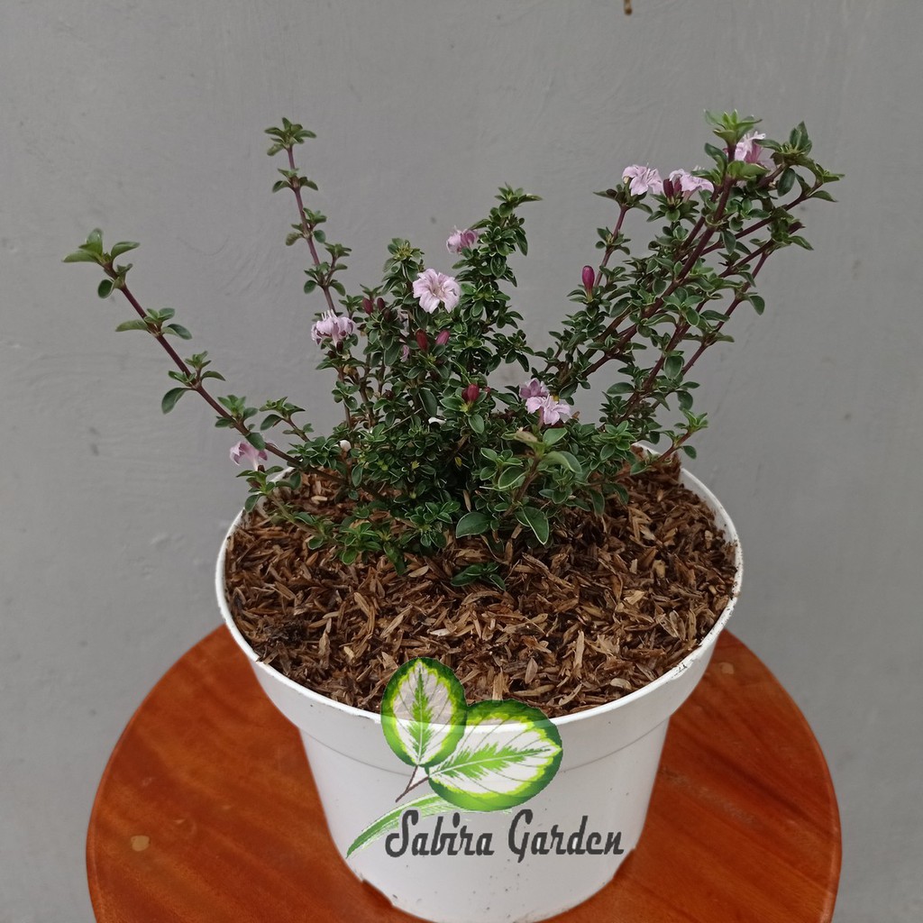 Bahan Bonsai seribu bintang - serissa foetida