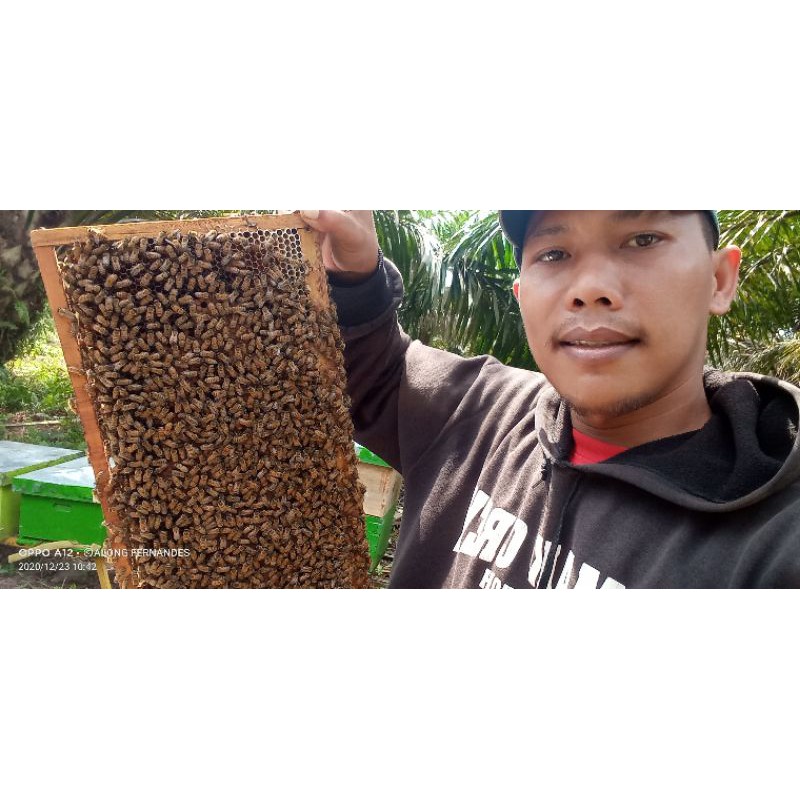 bibit lebah madu apis melifera