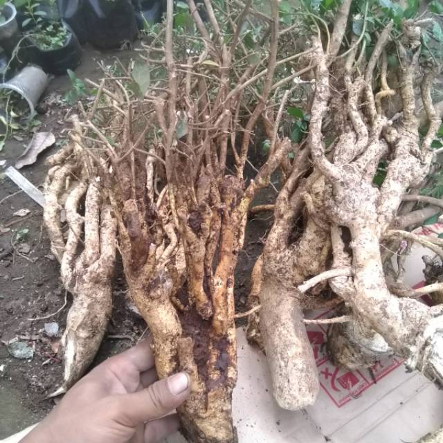 Bahan bonsai serut super berkarakter (dongkelan)