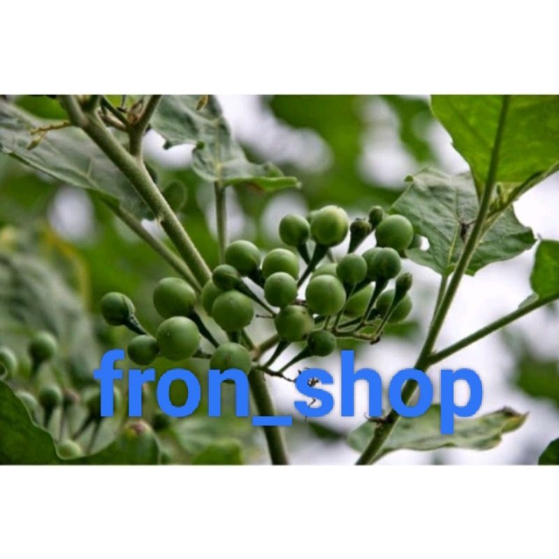 

BUAH LENCA / RIMBANG SEGAR LANGSUNG PETIK | BUAH TEKOKAK/CEPOKAK