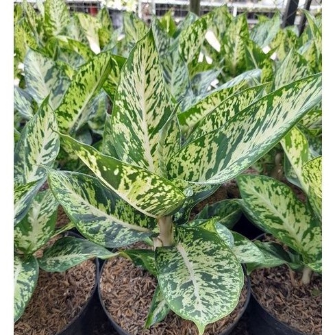 Tanaman Indor Dieffenbachia Green Beauty / Daun Bahagia / Aglonema Dieffenbachia green beauty / Agla