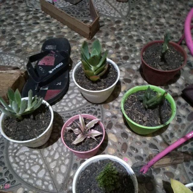 Kaktus Sekulen Kepiting