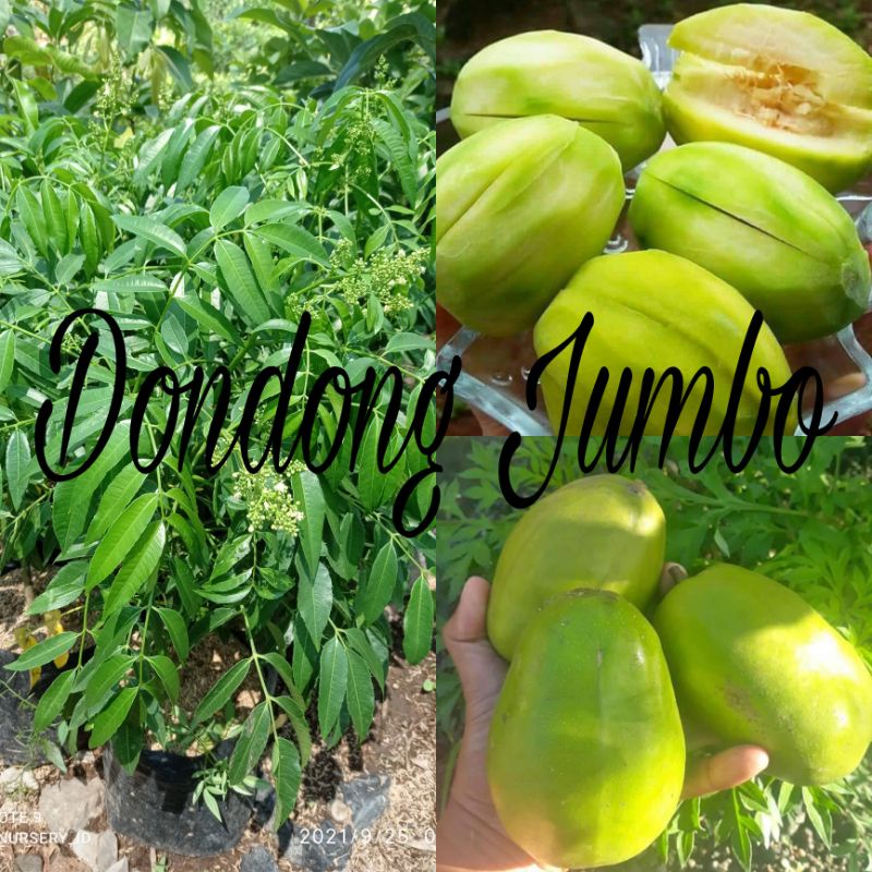 BIBIT KEDONDONG JUMBO SUPER BERKUALITAS
