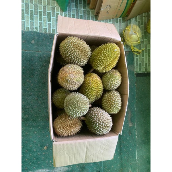 

durian wonosobo