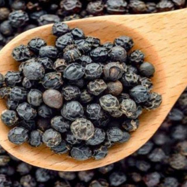 Bibit tanaman lada hitam merico
