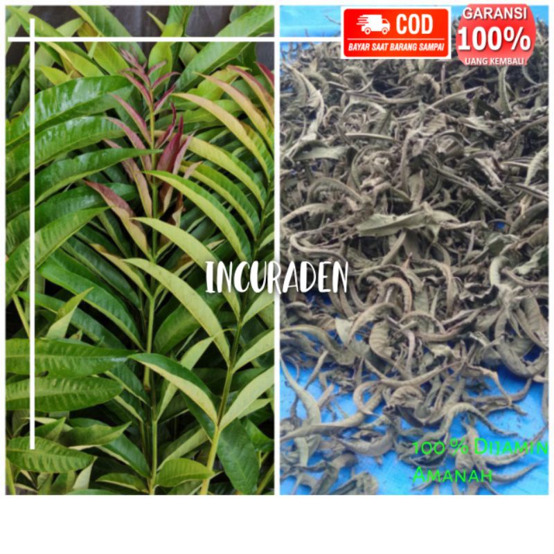 

PEROMO DAUN SUNGKAI KERING 250GRAM