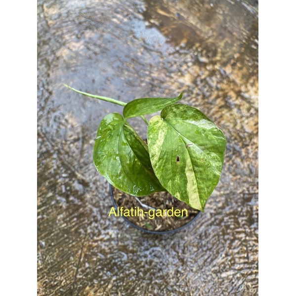 amydrium zippelianum yellow variegata
