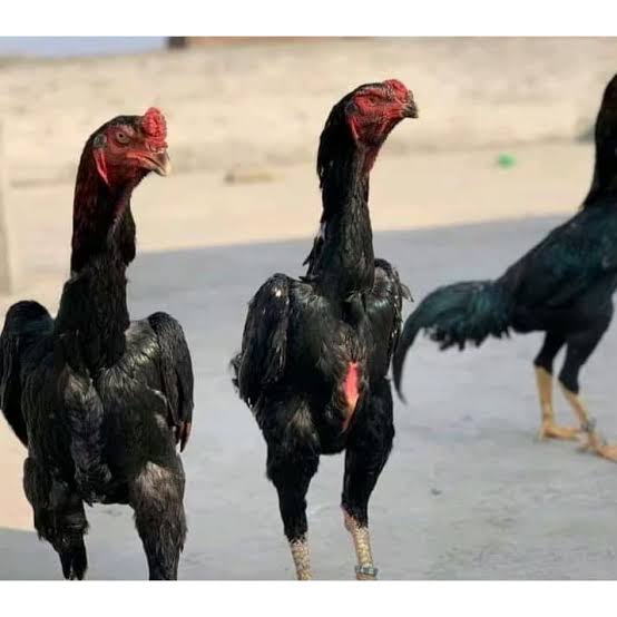 TELUR AYAM BANGKOK SHAMO TAIWAN UNTUK DITETASKAN FERTIL ASLI