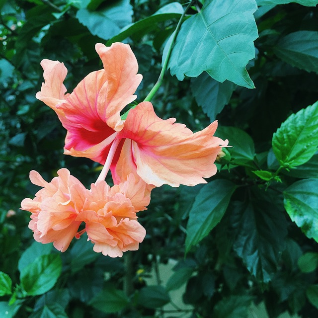 brigitaolliviamelviana