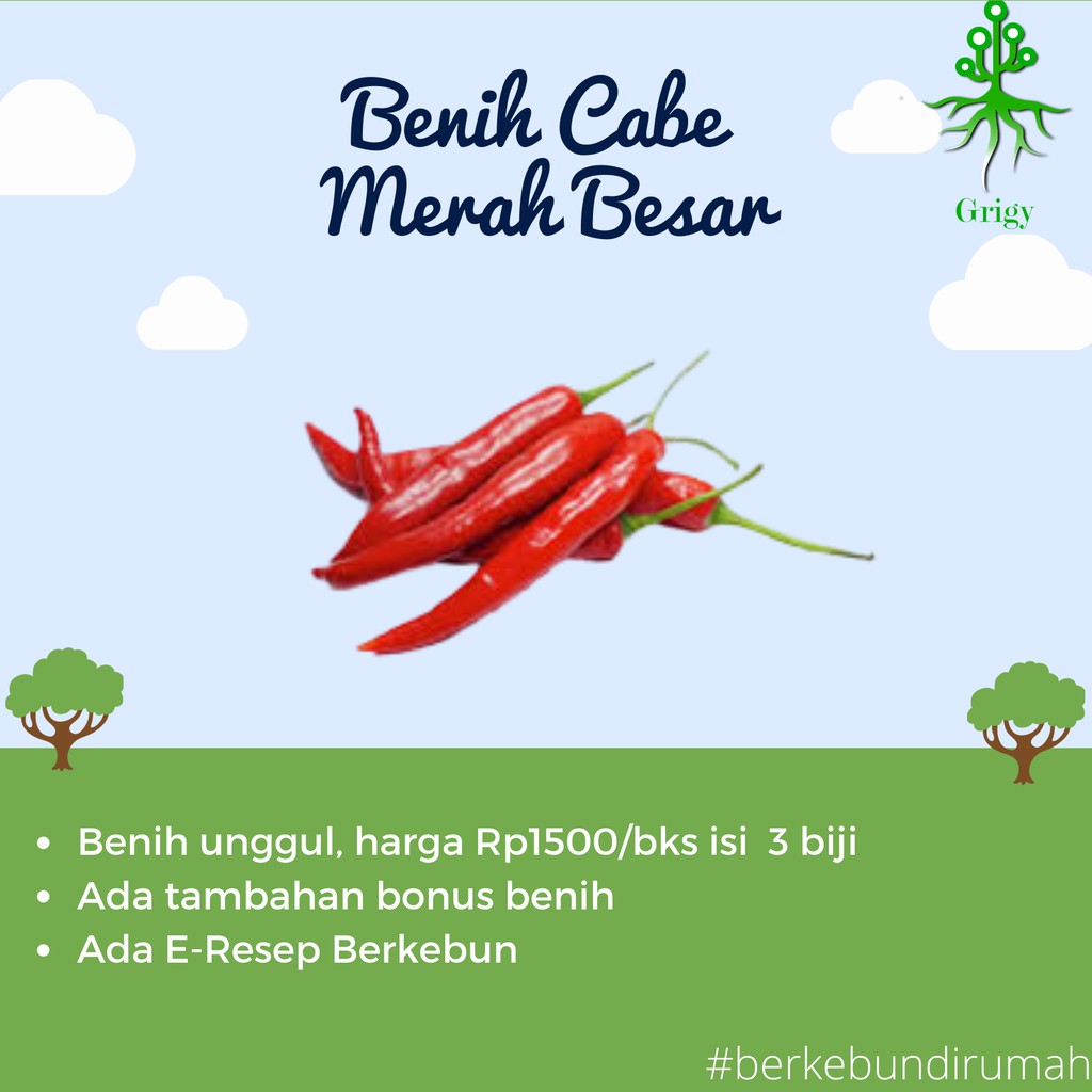 BENIH CABE BESAR, BIBIT CABE BESAR, BIJI CABE BESAR