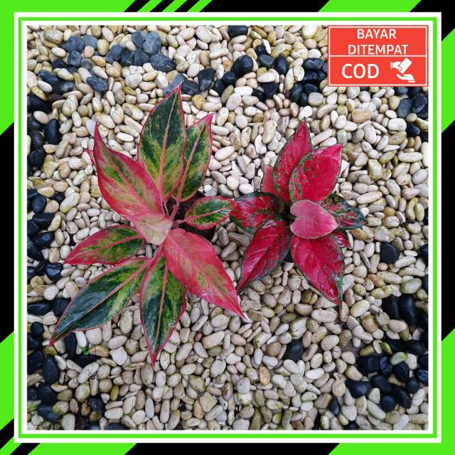 [✅COD] PAKET 2 POHON - (AGLONEMA PAKET) / AGLONEMA PAKETAN MURAH / AGLONEMA MURAH HIASAN TAMAN