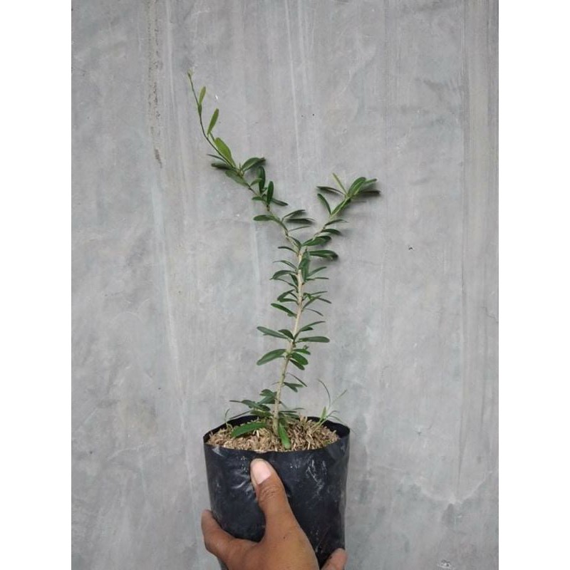 Saeng Simbur Vietnam Bunga Putih/ Saeng Simbur Vietnam Bunga Ungu