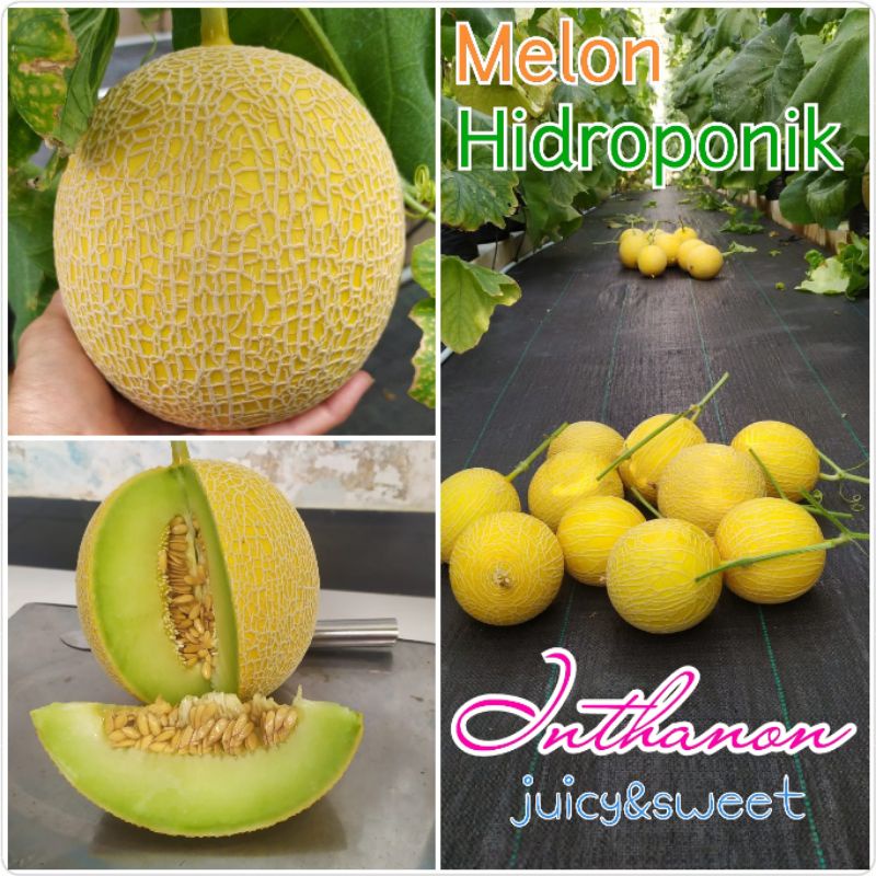 

Melon hidroponik Golden Emerald Inthanon/ Baby Blonde 1pcs