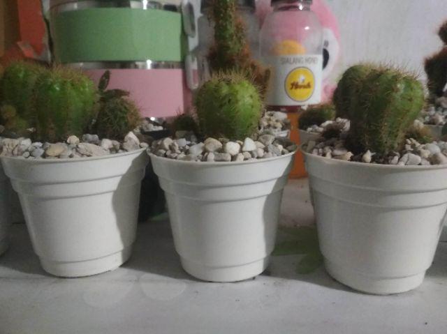 Pot Mini Warna Warni 8 Cm Garden Of Love