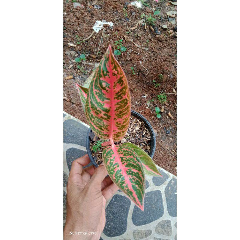 Aglonema reanita anakan berdaun 1-3 helai