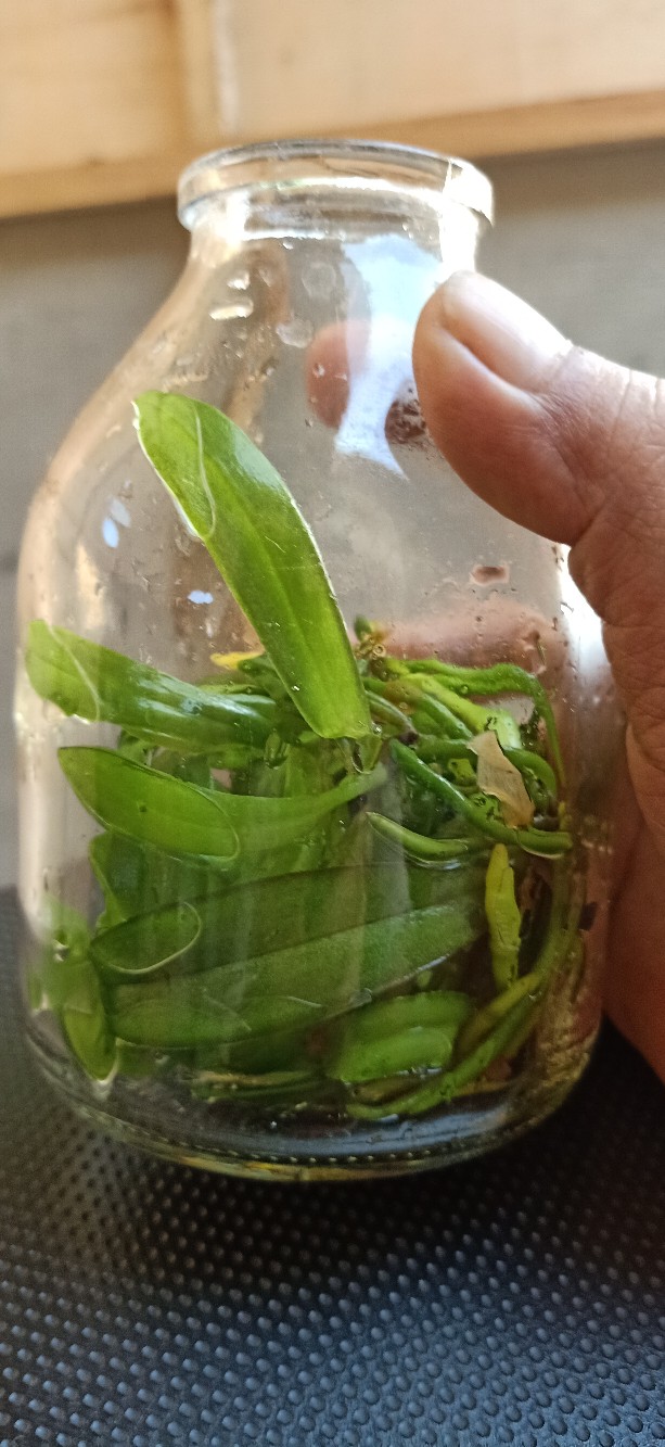 Anggrek Botol Bulan - Phalaenopsis Hybrid Botol Lab