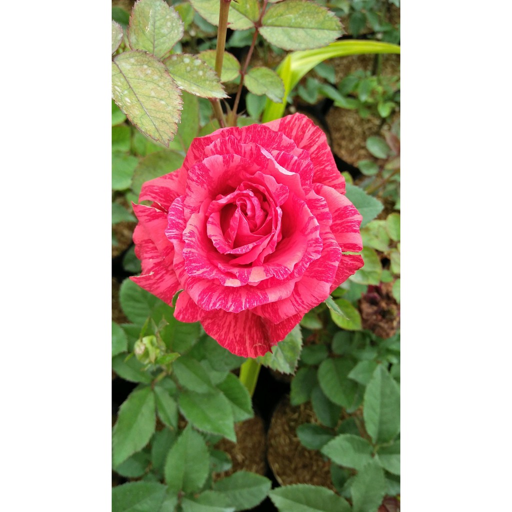 Tanaman Bunga Mawar Candy Merah