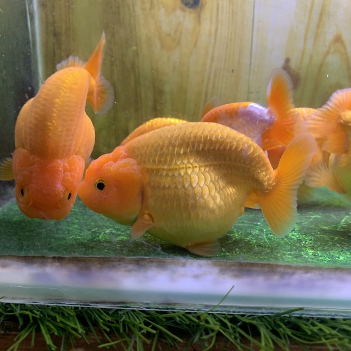 Ikan Hias Mas Koki Ranchu Red White Kurva Mulus / kualitas import/ ikan hias aquarium