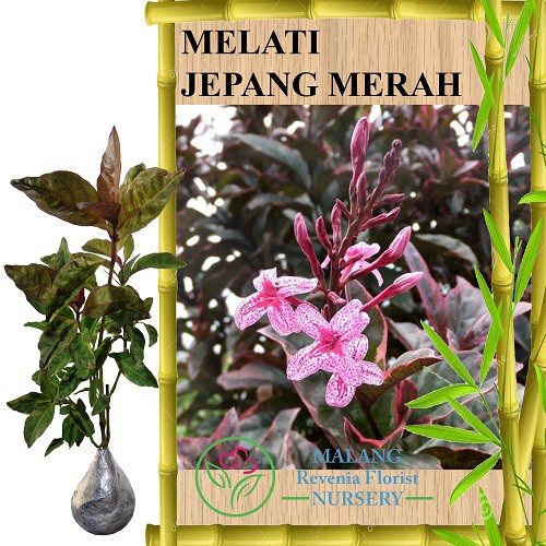Tanaman Melati Jepang Merah