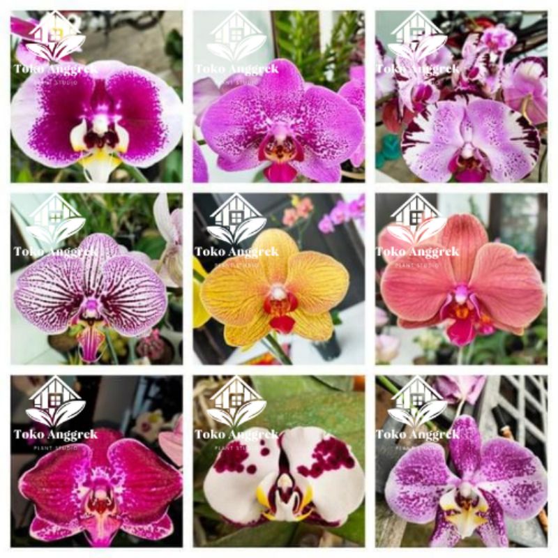 OBRAL ANGGREK BULAN PRA REMAJA JUMBO MURAH