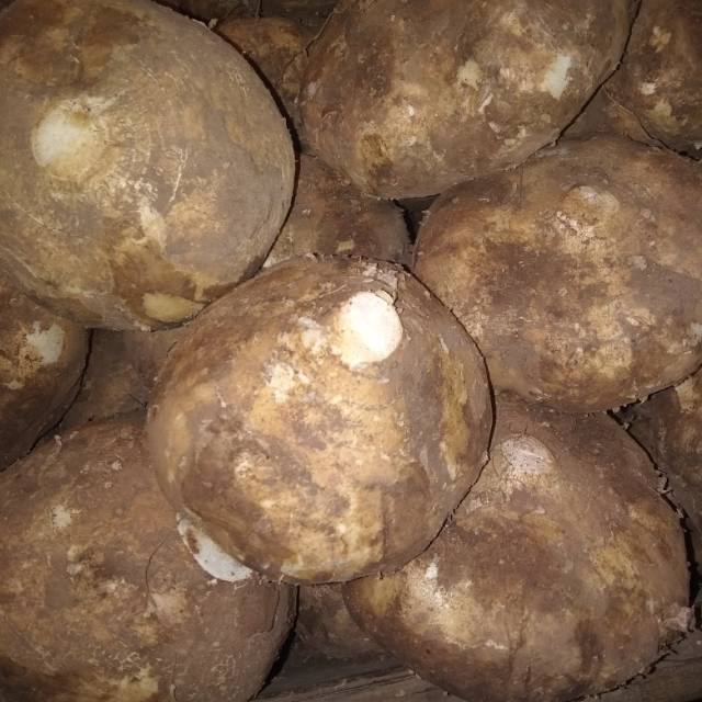 

Bengkuang segarr 500gr