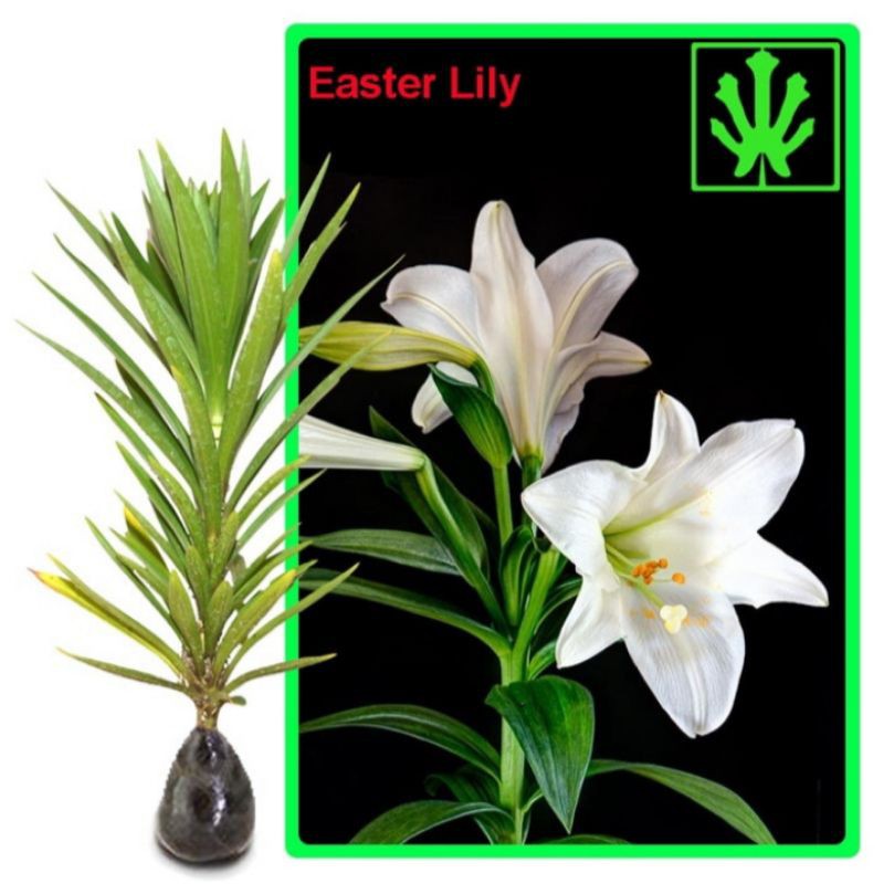 bibit bunga easter lily