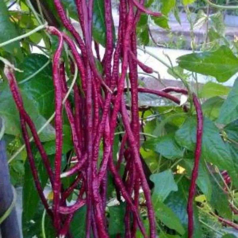 Benih Kacang Panjang Ungu