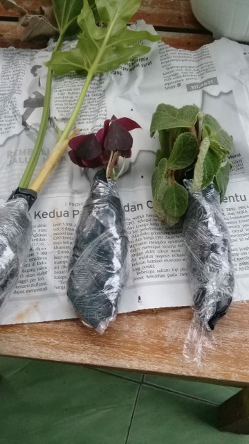 Tanaman Hias Gantung Kupu Kupu - Oxalis Triangularis